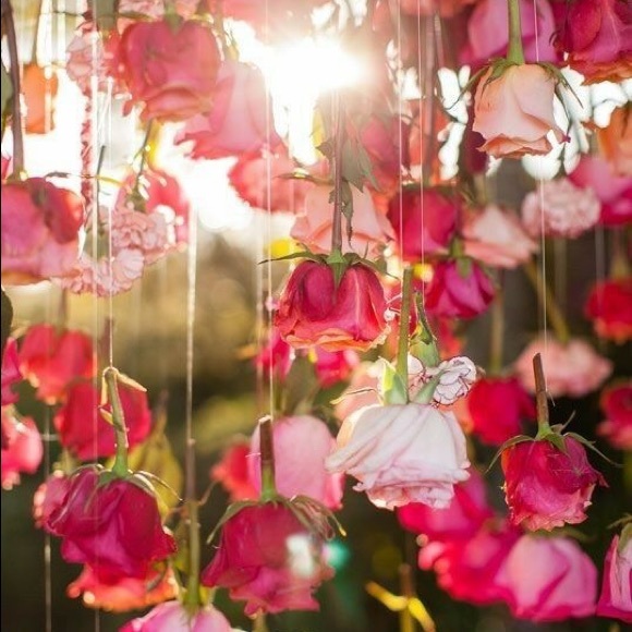 Meet your Posher, Elma - Picture 1 of 1